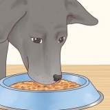 Pasning af en labrador retriever