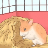 Pasning af hamsterbørn
