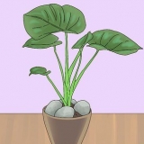 Forhindrer din kat i at grave dine stueplanter ud