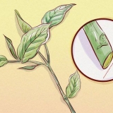 Beskæring af weigela