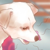 Ved, hvornår din hund er syg