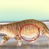 Diagnosticering af orme hos en kat