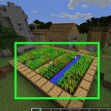 Indsamling af gulerødder i minecraft