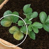 Fix root rot