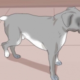 Se om en hund har ondt