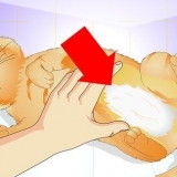 Se om en kat er blevet steriliseret