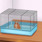 Få din hamster til at stole på dig