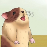 Hold din hamster kølig i varmt vejr