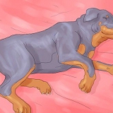 Sørg for, at din hund ikke sover i din seng længere