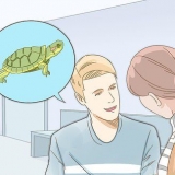 Pleje af en rød øreskildpadde