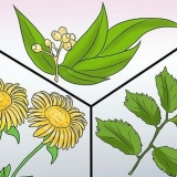 Forebyggelse af tunge menstruationer: kan det gøres naturligt?