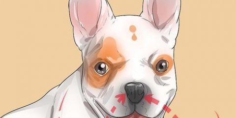 Diagnosticering af vejrtrækningsproblemer hos en fransk bulldog