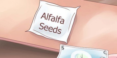 Dyrkning af alfalfaspirer