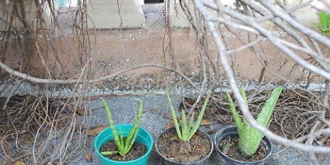 Aloe vera planter