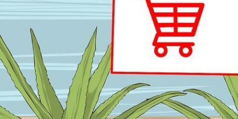 Dyrkning og brug af aloe vera til medicinske formål