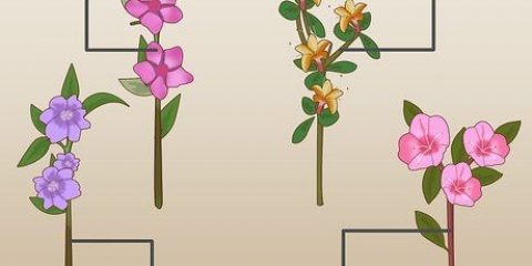 Plantning af azalea