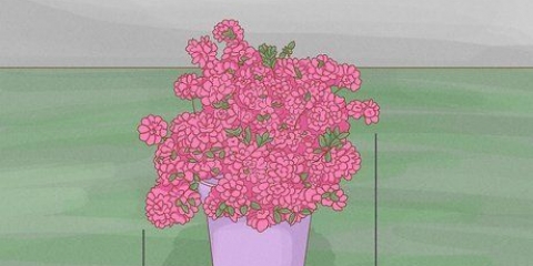 Beskæring af azalea