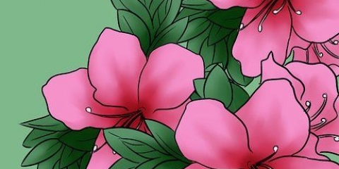 Pasning af azalea