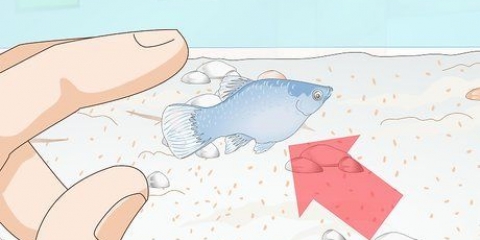 At tage sig af baby platy fisk