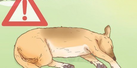 Behandl hedeslag hos hunde