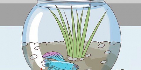 Bestemmelse af, hvor gammel en betta fisk er
