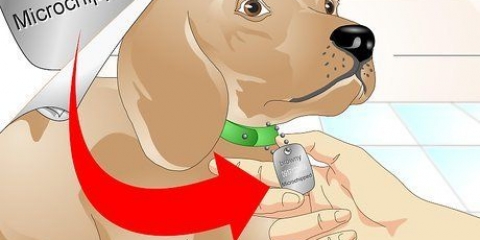 Afgøre, om en hund har en chip