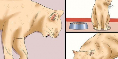 Sådan afgøres, om en kat har rabies