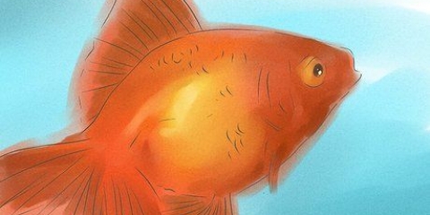 Afgør, om din guldfisk er han eller hun