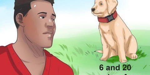 Afgøre, om din hund har parvo