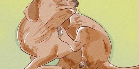 Afgøre, om din hund har lopper