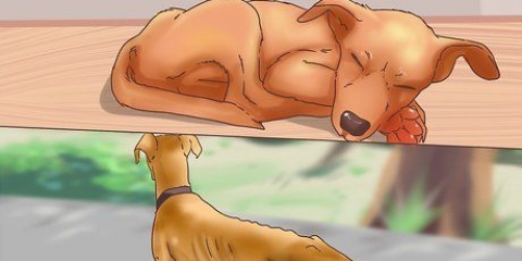 Afgør, om din hund skal sove