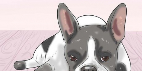 Behandling af anæmi hos hunde
