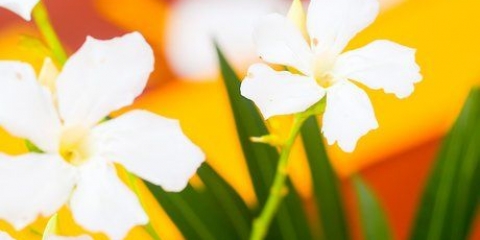 Hold blomster friske længere
