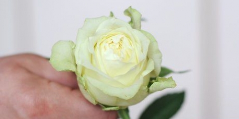 Male blomster