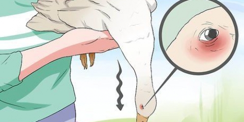 Behandling af botulisme hos en and
