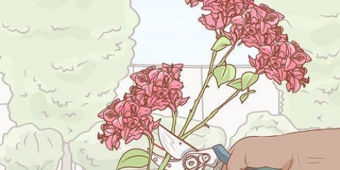 Formering af bougainvillea