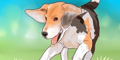 Træning beagle