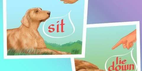 Stop bump hos hunde