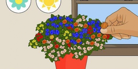 Krysantemum hoveder