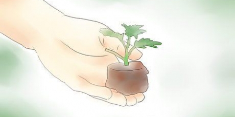 Krysantemum planter