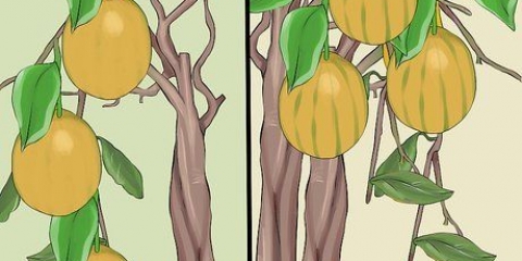 Dyrkning af citrontræer indendørs