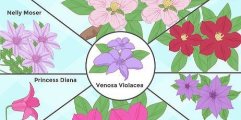 Dyrk clematis