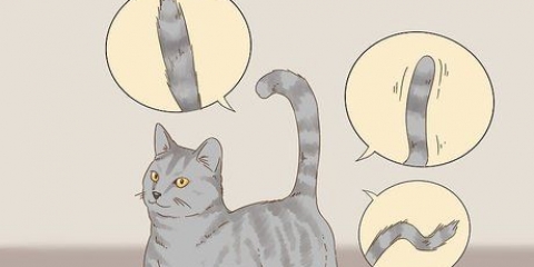 Kommunikere med din kat