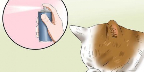 Behandling af konjunktivitis hos katte