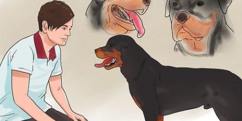 Tjek om din hund er sund og glad