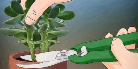 Voksende crassula ovata