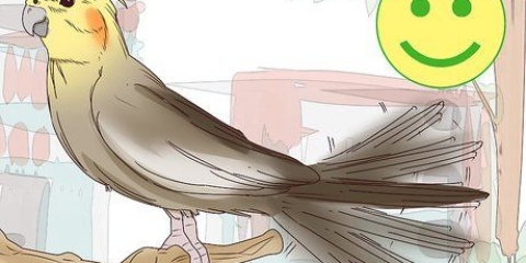 Forstå cockatielernes gestus