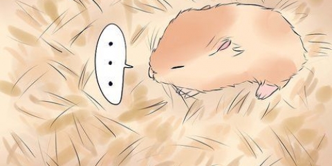 Behandling af din hamsters brækkede ben