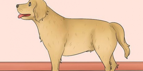 Måling af længden af ​​en hund