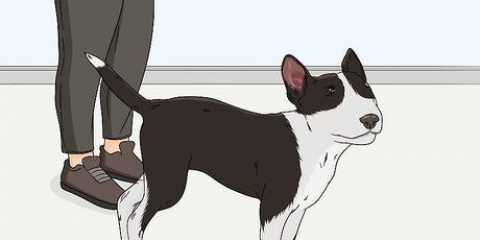 Tjek din hunds øjne